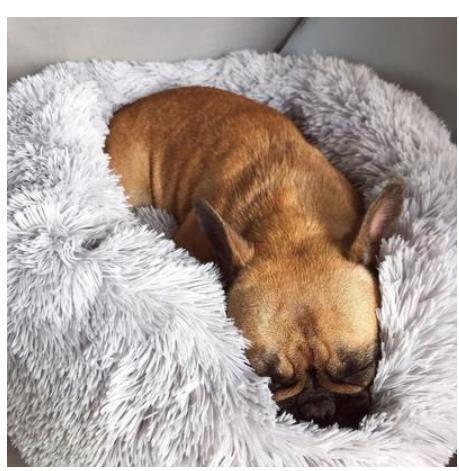 Plush Round Dog Bed | Small Pet Nest for Dogs & Cats.